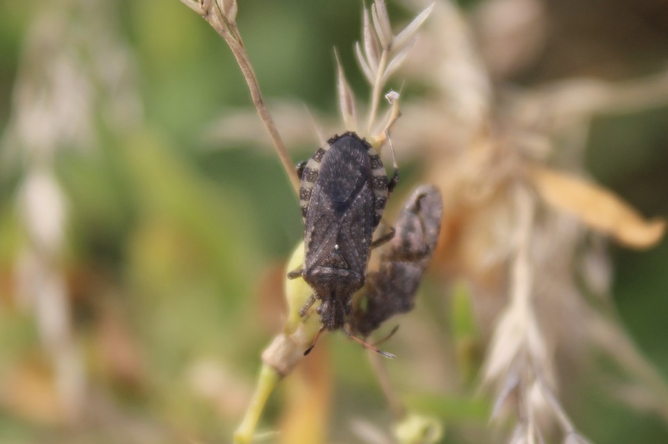 Ceraleptus gracilicornis - tüskéslábú karimáspoloska