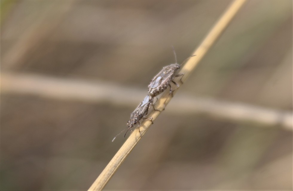 Ortholomus punctipennis - szőrös fényesbodobács
