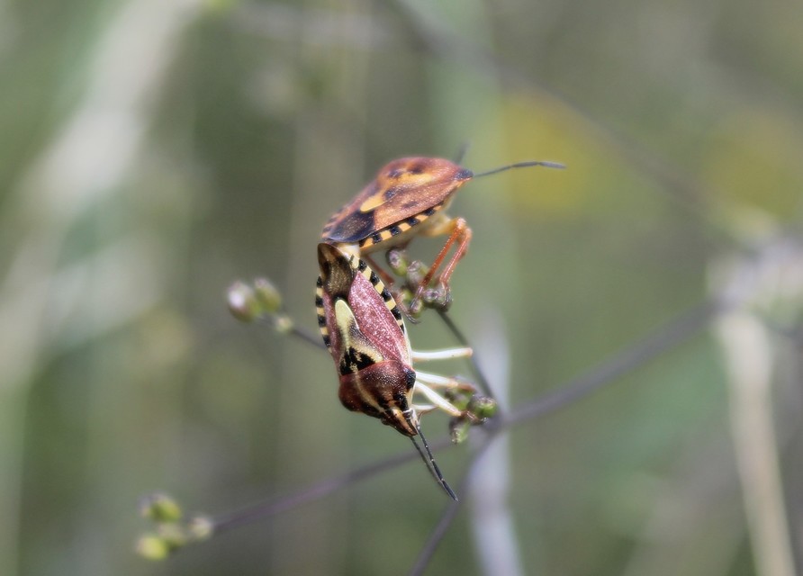 Carpocoris Carpocoris