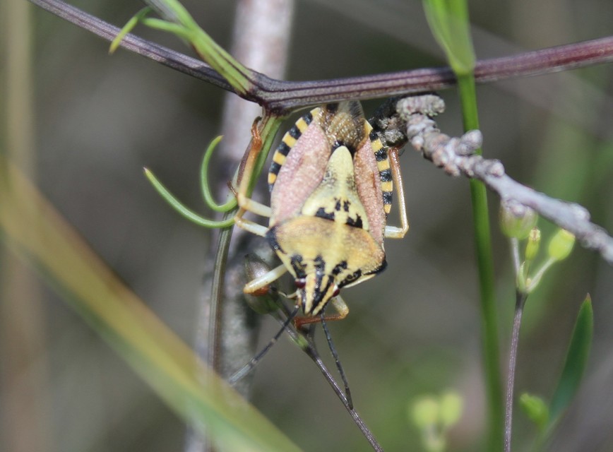 Carpocoris Carpocoris