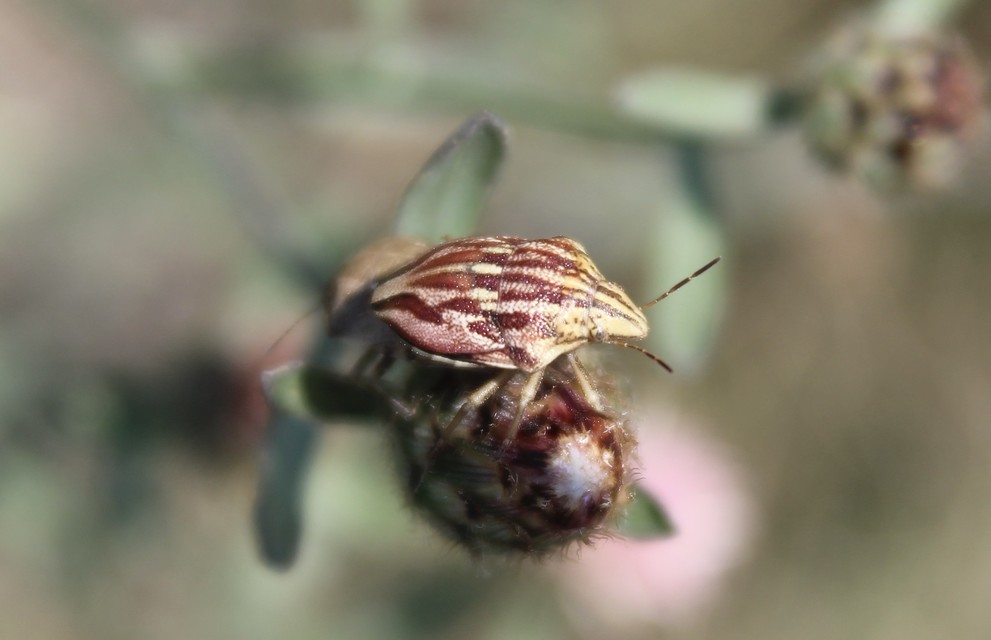 Odontotarsus purpureolineatus - tarka pajzsospoloska Odontotarsus purpureolineatus - tarka pajzsospoloska