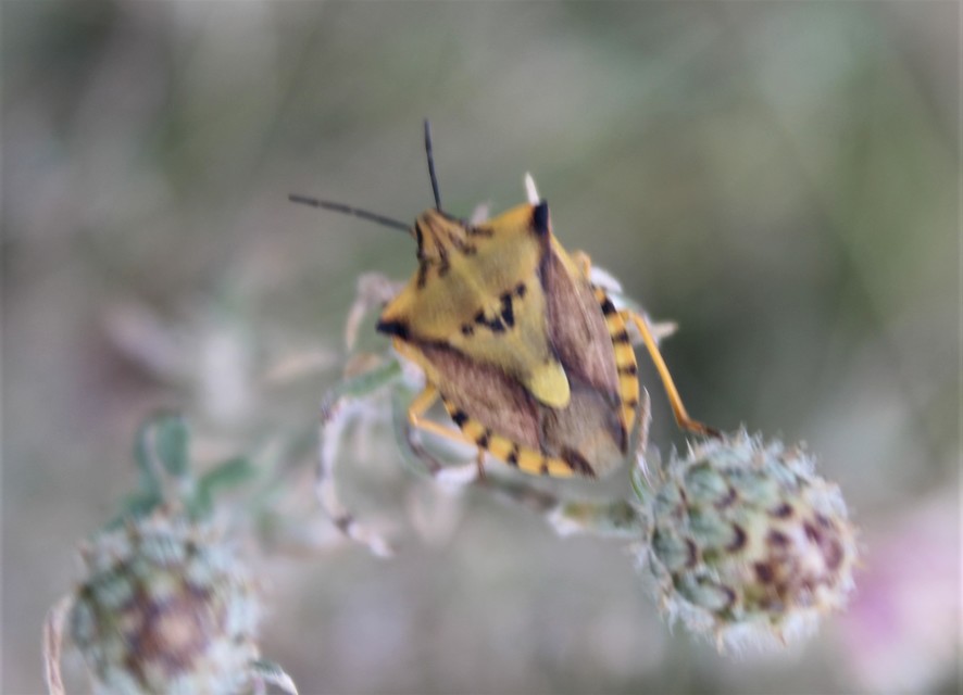 Carpocoris fuscispinus - tüskés gyümölcspoloska Carpocoris fuscispinus - tüskés gyümölcspoloska