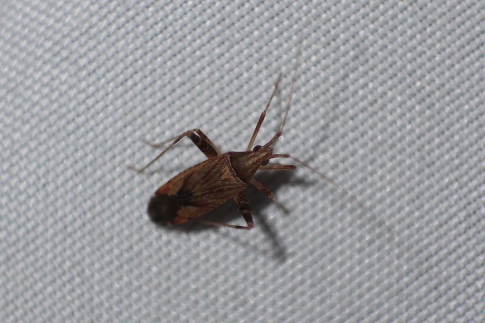 Phytocoris