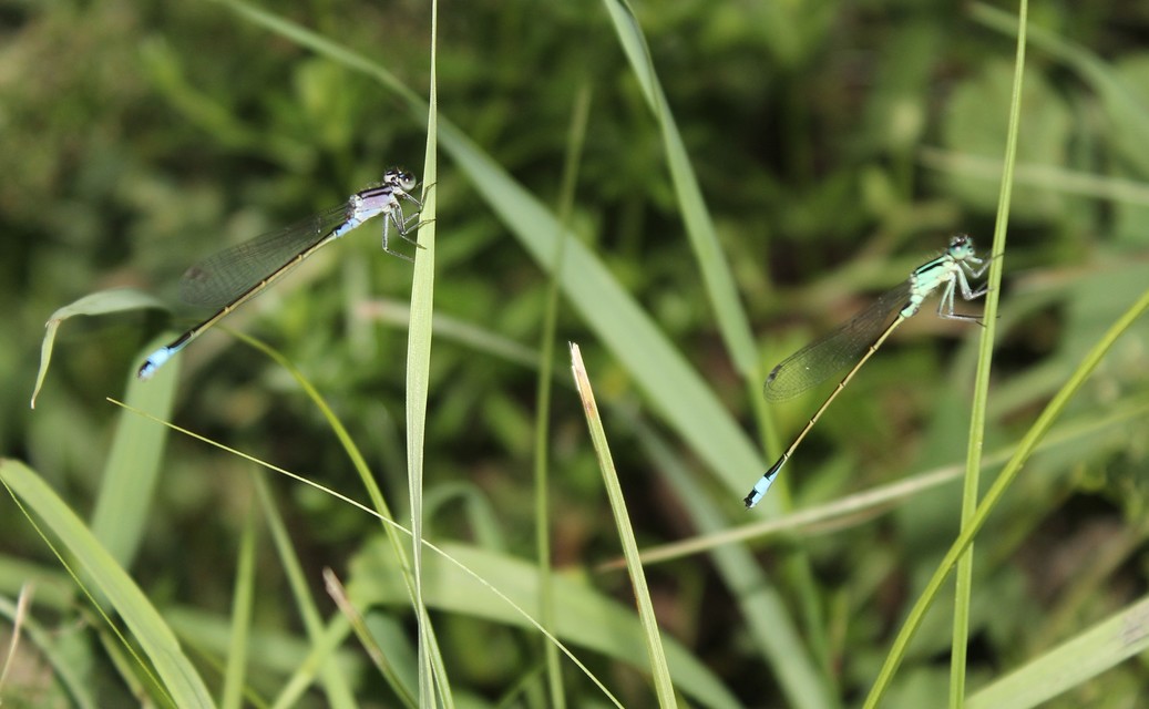 Ischnura elegans pontica - kéköves légivadász