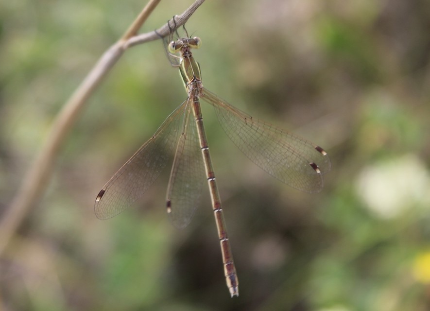 Lestes barbarus - foltosszárnyjegyű rablószitakötő