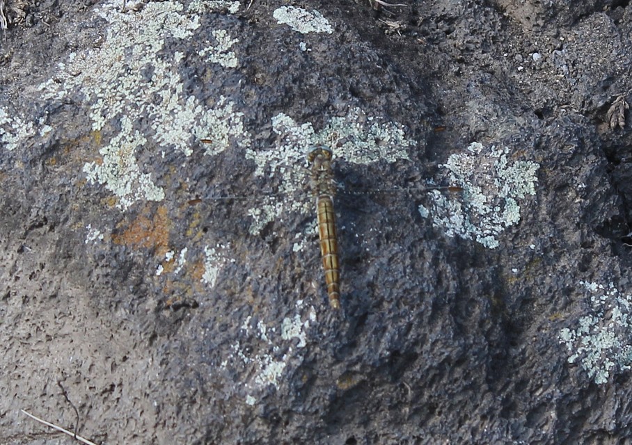 Orthetrum brunneum - pataki pásztorszitakötő