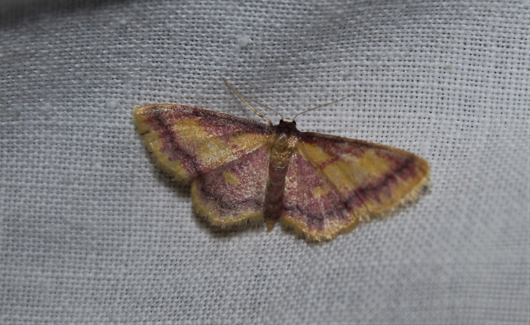Idaea muricata - mocsári pirosaraszoló