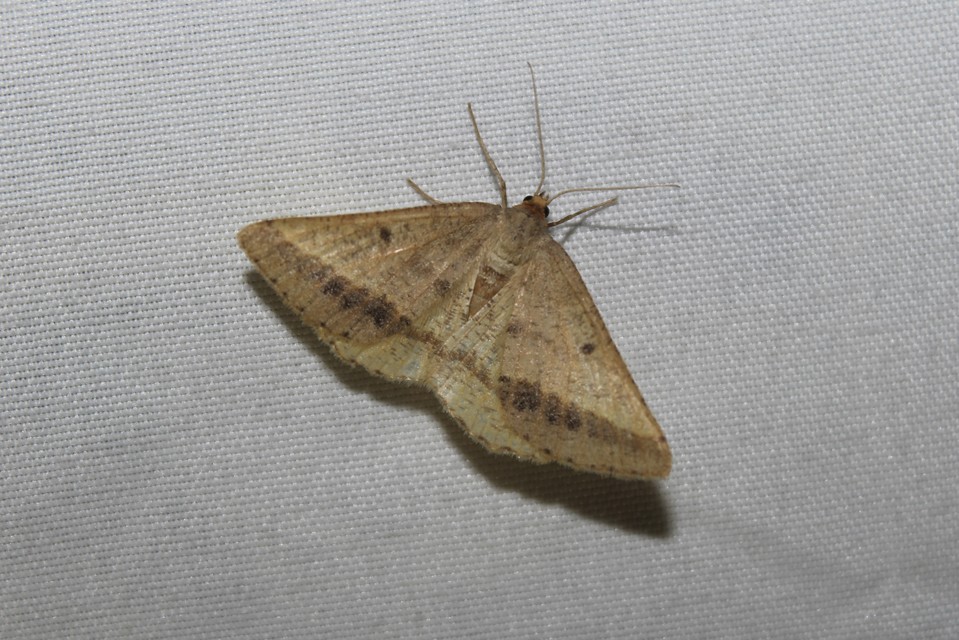 Tephrina arenacearia - lucerna-araszoló