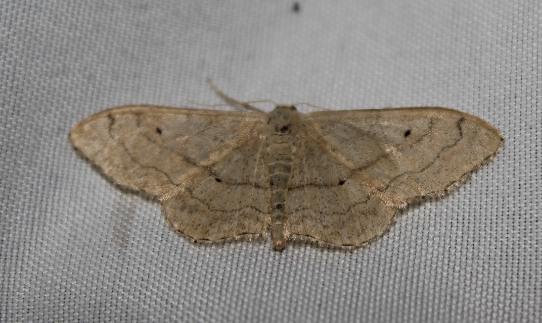 Idaea aversata - nagy sávosaraszoló
