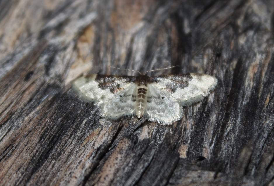 Idaea rusticata - tarka apróaraszoló