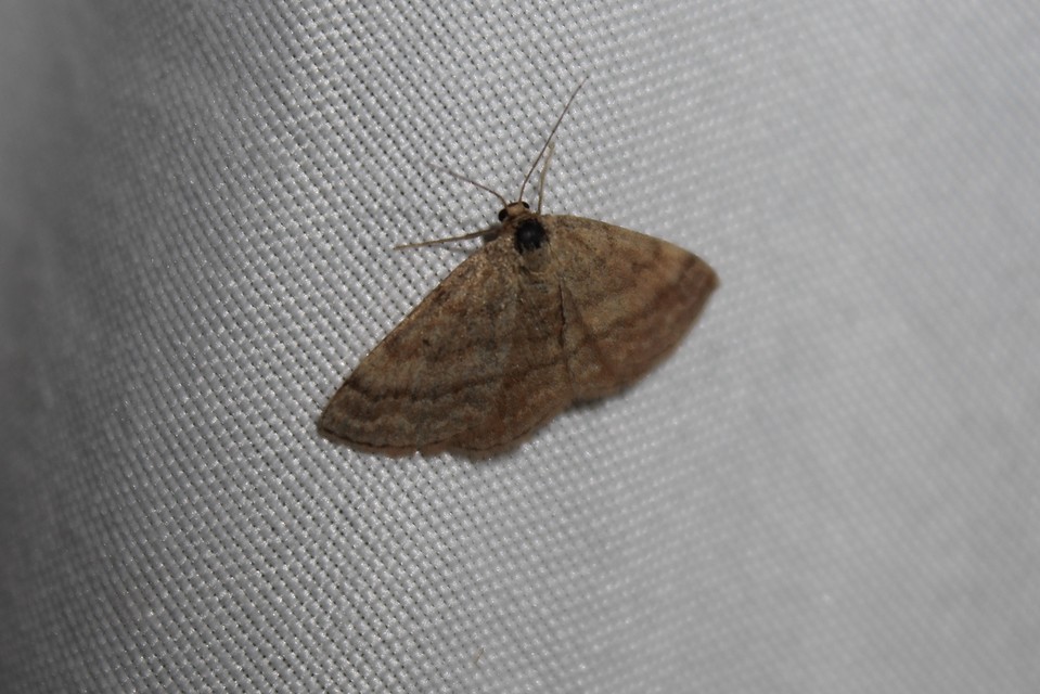 Scopula rubiginata - réti pirosaraszoló