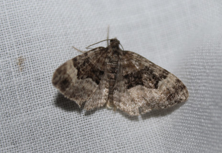 Xanthorhoe biriviata - kétsávos tarkaaraszoló