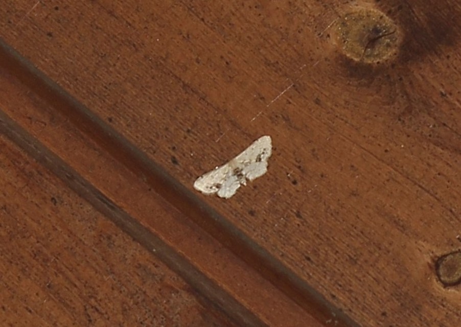 Idaea dimidiata - gyakori apróaraszoló