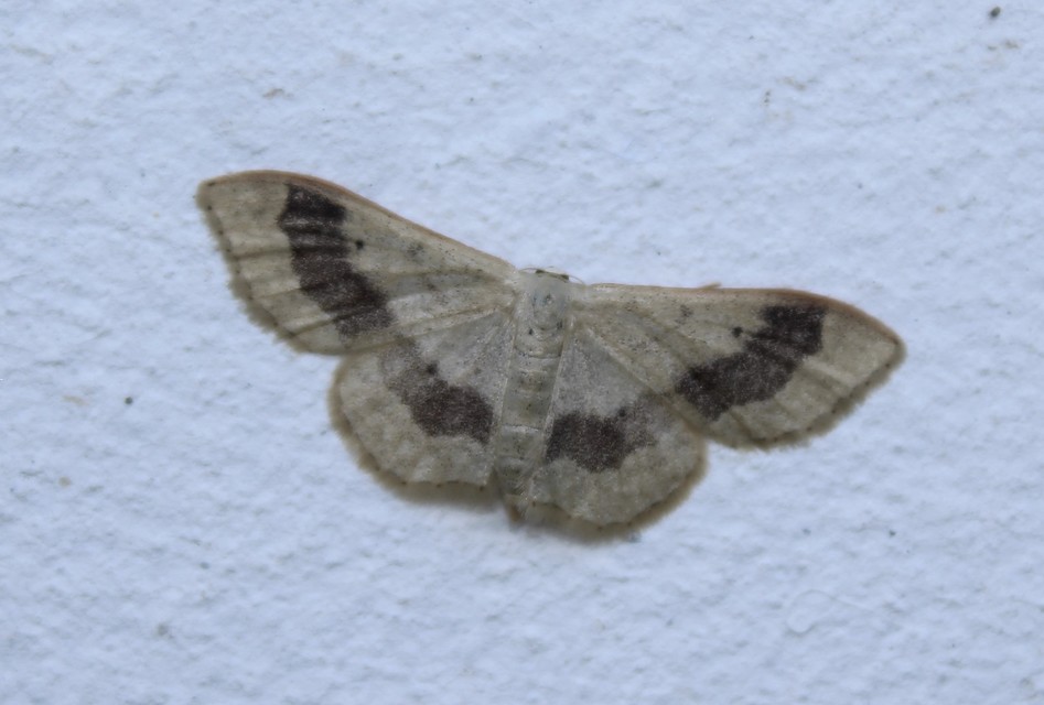 Idaea aversata - nagy sávosaraszoló