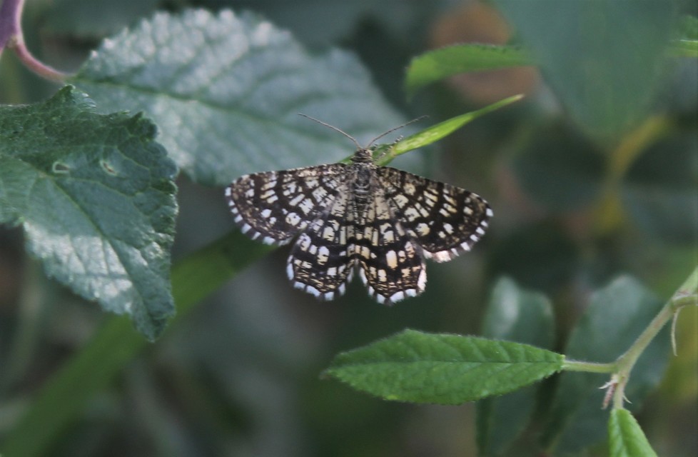Chiasmia clathrata - rácsos rétiaraszoló