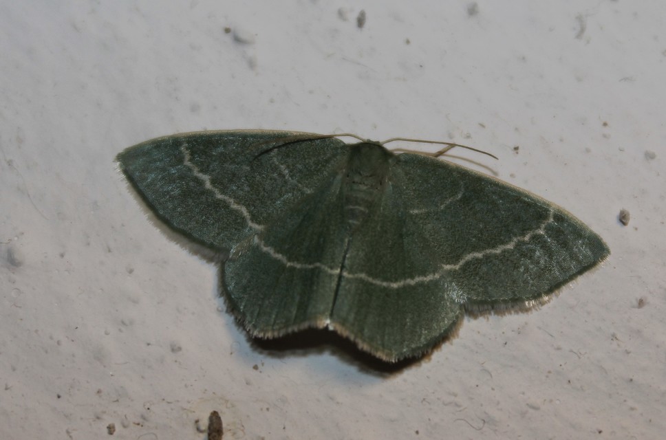 Chlorissa viridata - üdezöld araszoló