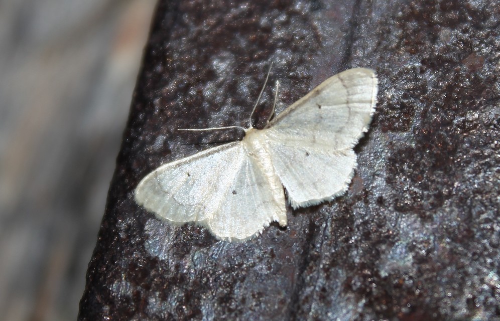 Idaea politaria - vonalas apróaraszoló