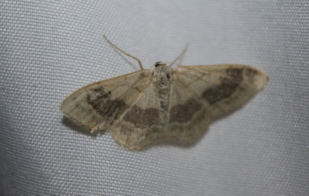 Idaea aversata - nagy sávosaraszoló