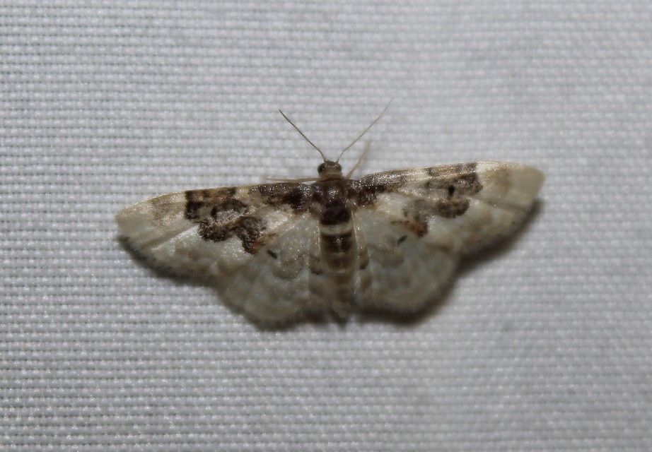 Idaea rusticata - tarka apróaraszoló