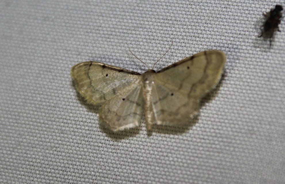 Idaea politaria - vonalas apróaraszoló