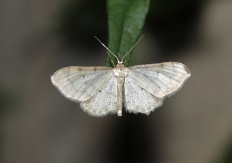 Idaea politaria - vonalas apróaraszoló