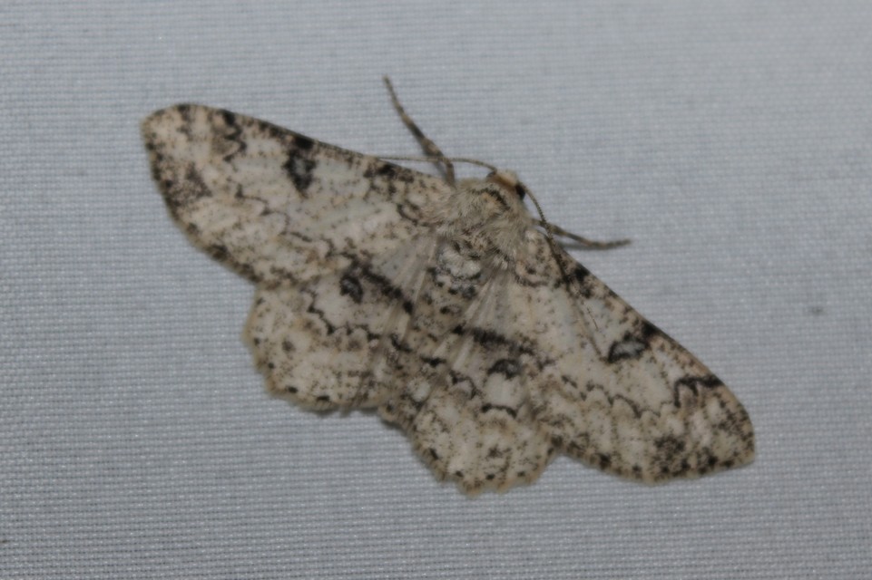 Ascotis selenaria - holdas faaraszoló