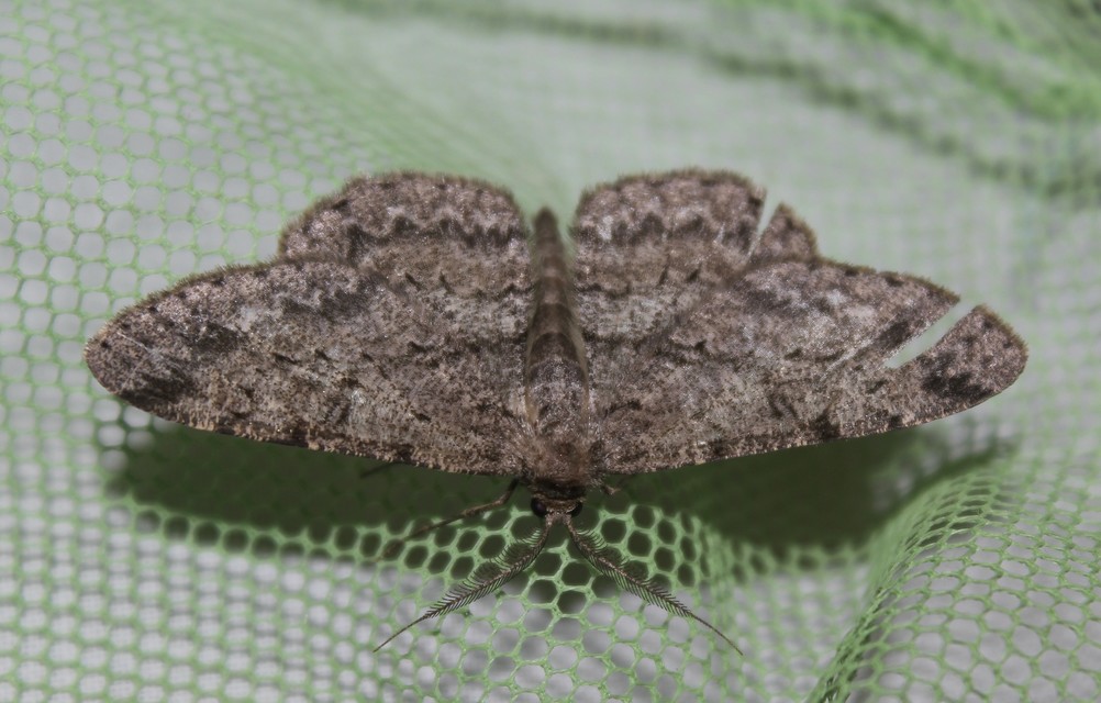Hypomecis punctinalis - pettyes faaraszoló