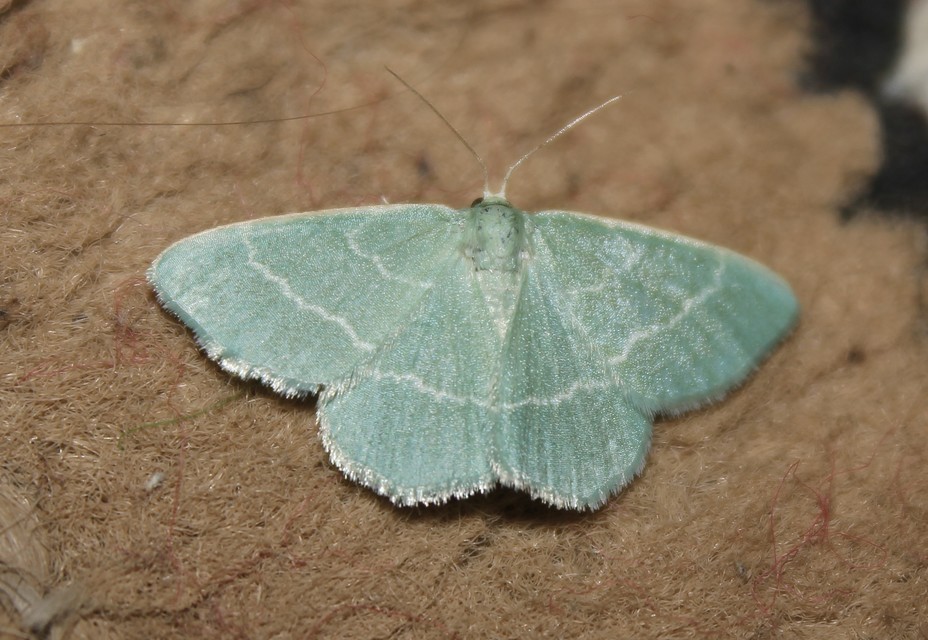 Chlorissa viridata/cloraria