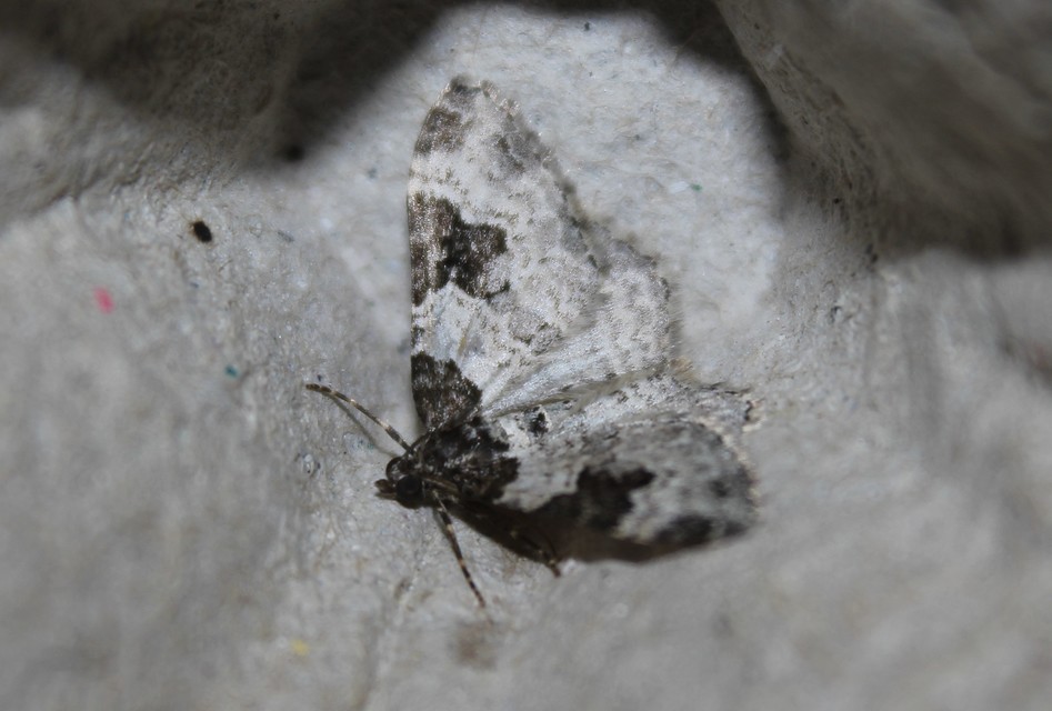 Xanthorhoe fluctuata - közönséges tarkaaraszoló