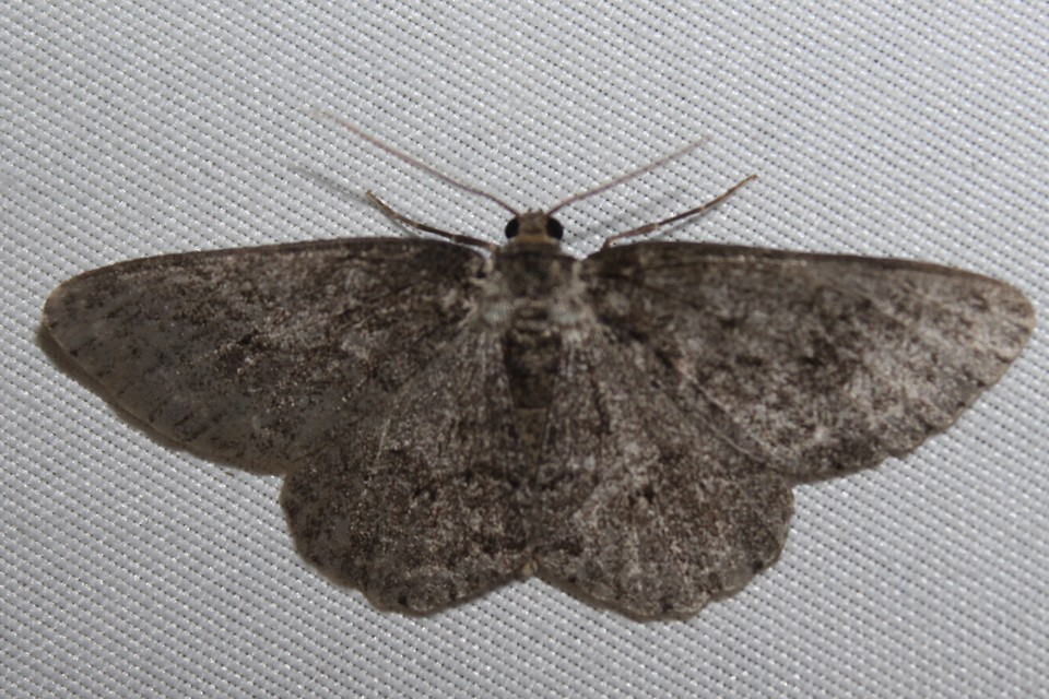 Ectropis crepuscularia - avararaszoló