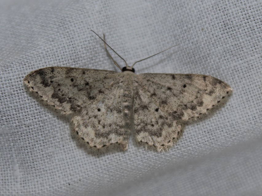 Scopula marginepunctata - pettyes sávosaraszoló
