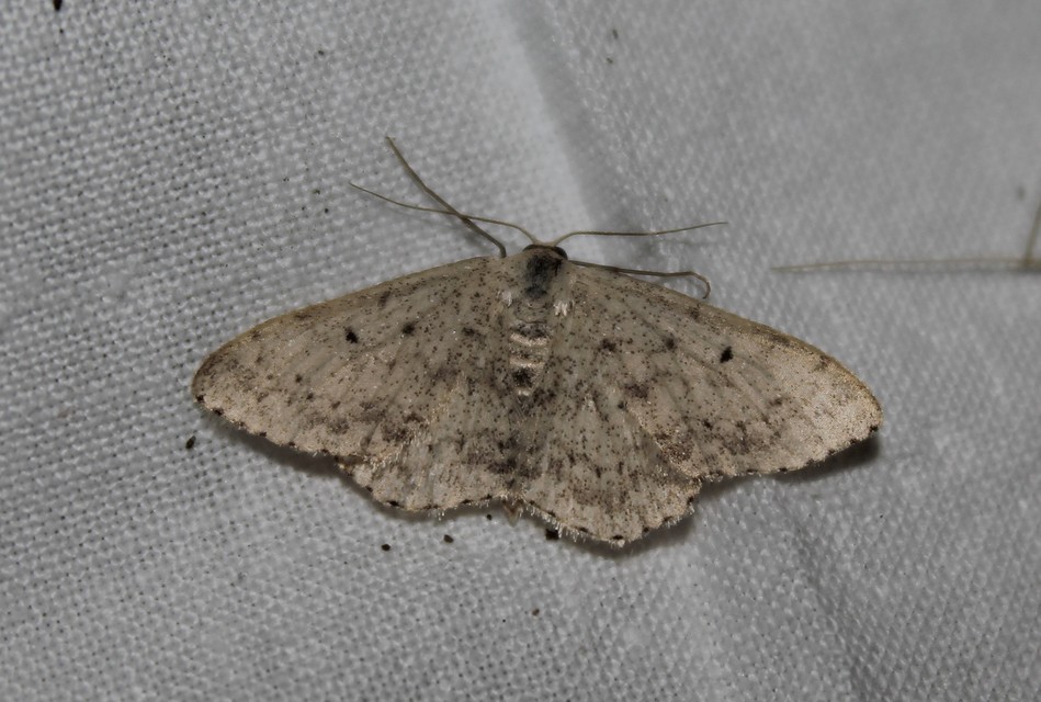 Scopula marginepunctata - pettyes sávosaraszoló
