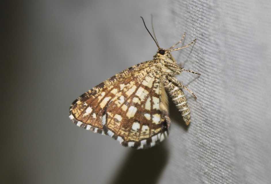 Chiasmia clathrata - rácsos rétiaraszoló