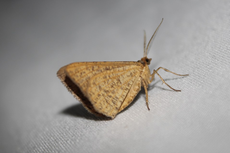 Tephrina arenacearia - lucerna-araszoló