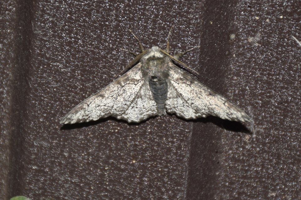 Biston betularia - szürkepettyes araszoló
