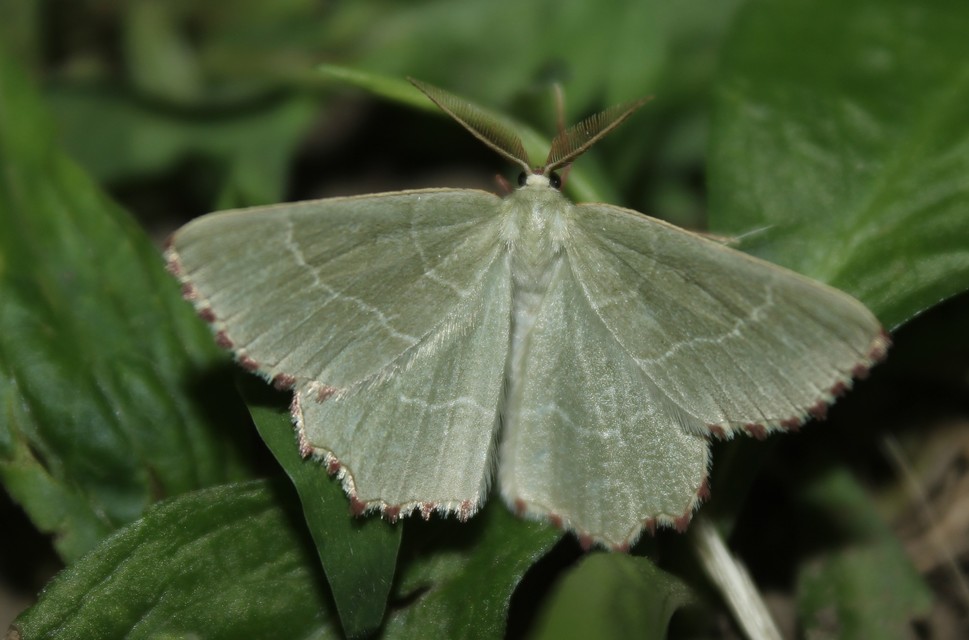 Thalera fimbrialis - csipkésszélű zöldaraszoló