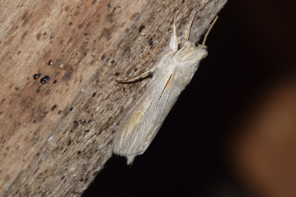 Cucullia balsamitae - homoki csuklyásbagoly