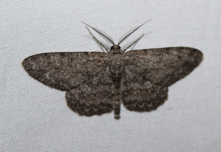 Hypomecis punctinalis - pettyes faaraszoló