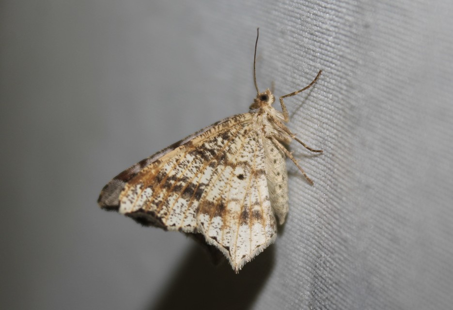 Macaria alternata - közönséges szürkearaszoló