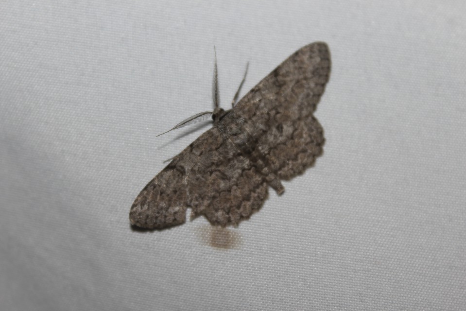 Hypomecis punctinalis - pettyes faaraszoló