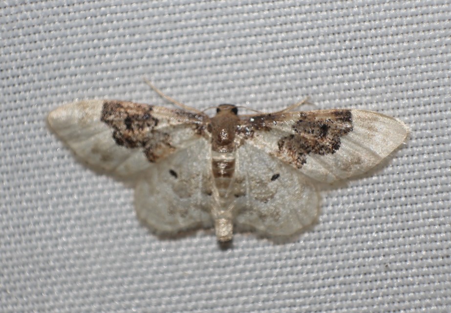 Idaea rusticata - tarka apróaraszoló