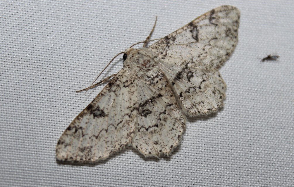 Ascotis selenaria - holdas faaraszoló