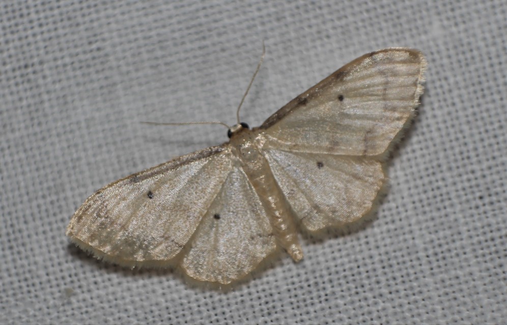 Idaea politaria - vonalas apróaraszoló