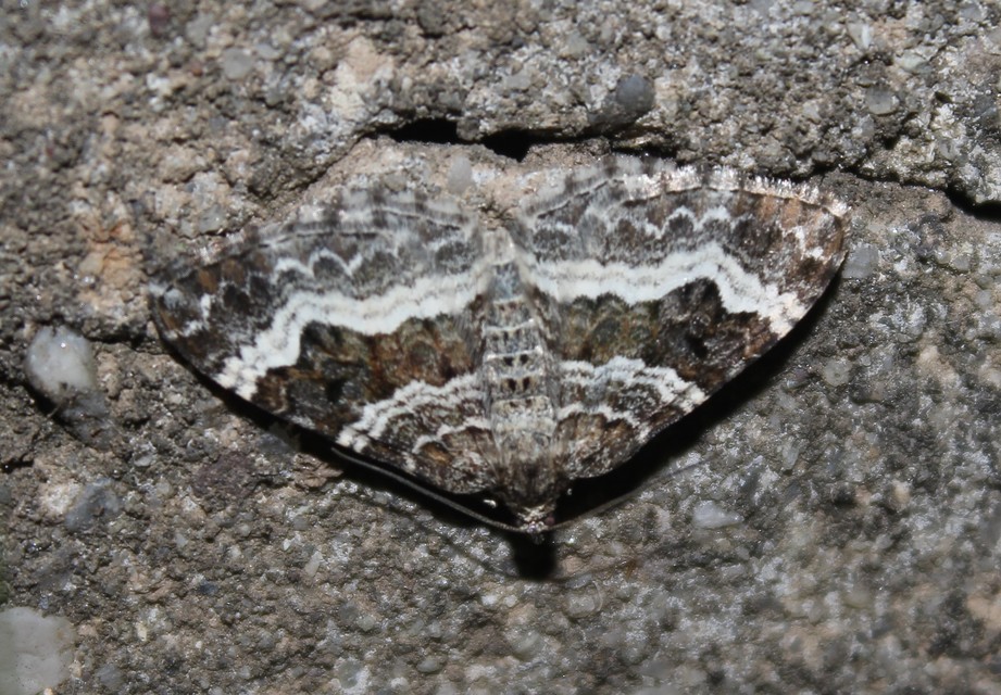 Epirrhoe alternata - galaj-tarkaaraszoló