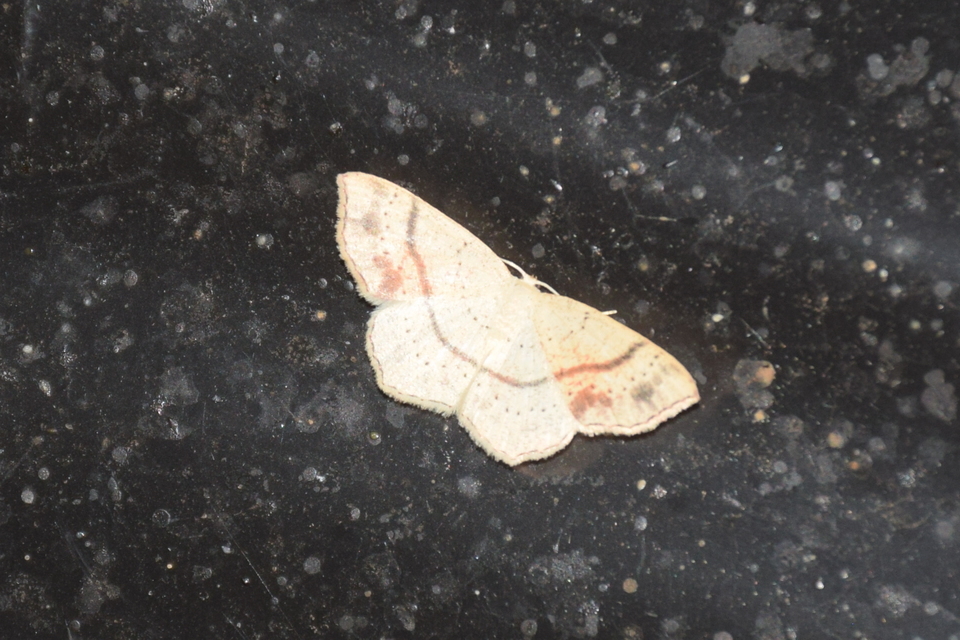 Cyclophora punctaria - sávos pettyesaraszoló