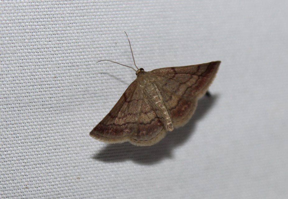 Scopula rubiginata - réti pirosaraszoló