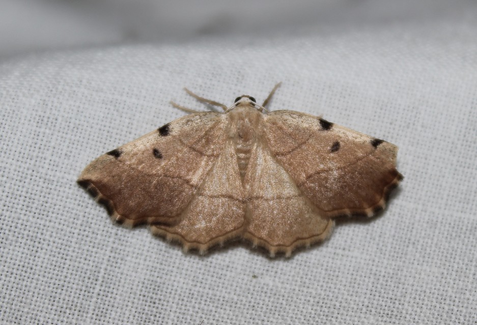 Eilicrinia trinotata - háromjegyű araszoló