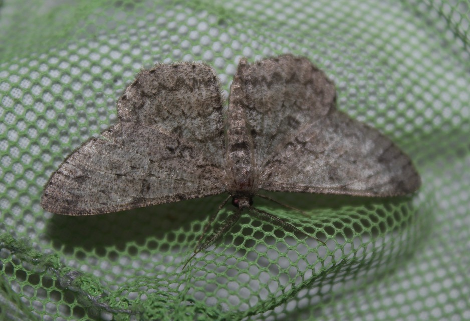 Hypomecis punctinalis - pettyes faaraszoló