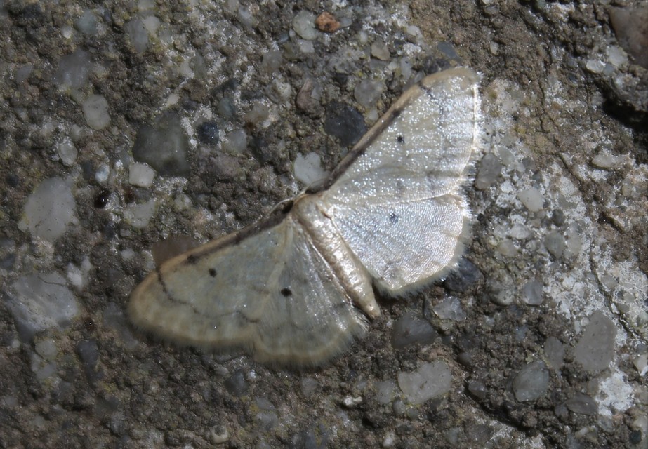 Idaea politaria - vonalas apróaraszoló