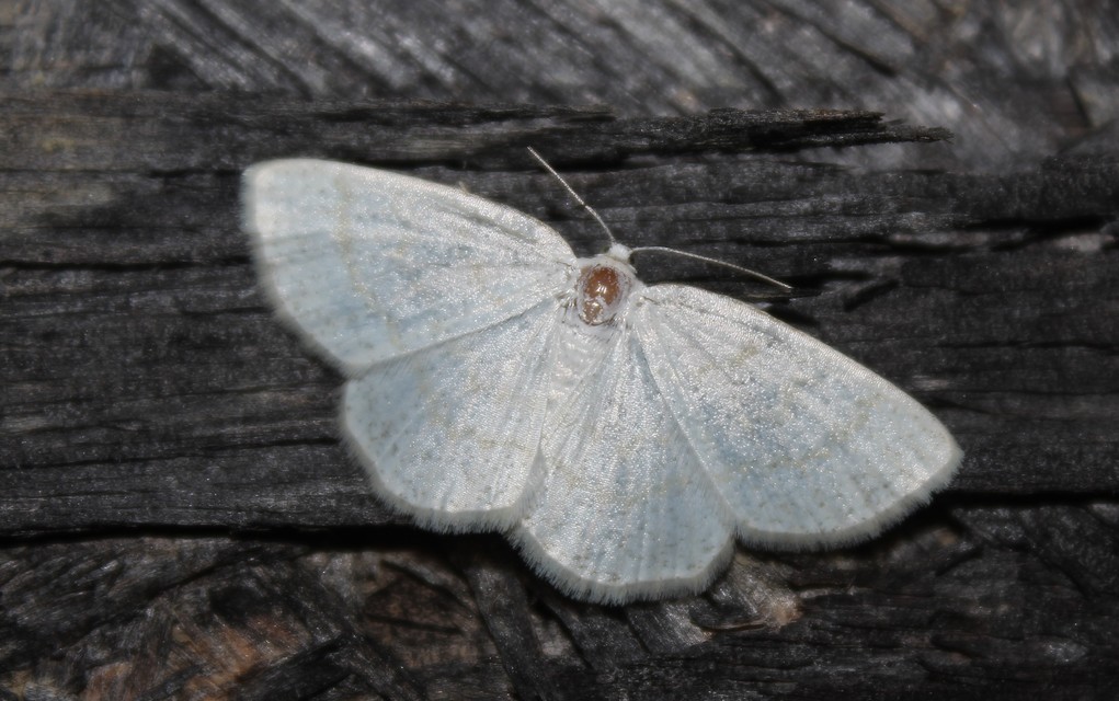 Cabera exanthemata - pettyes égeraraszoló